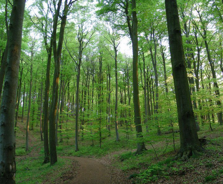 Vulkaaneifel bos 458877301