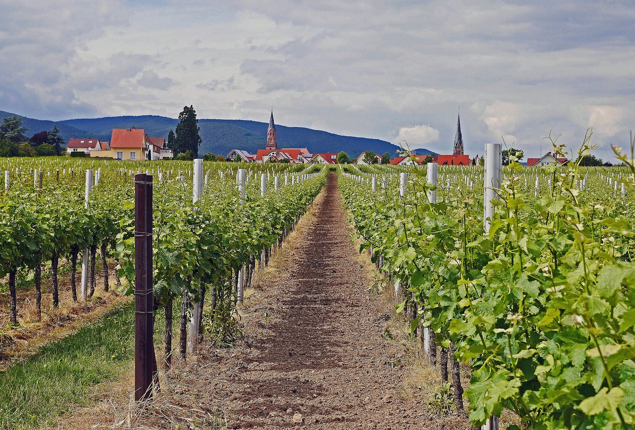 Pfalz weinanbau org