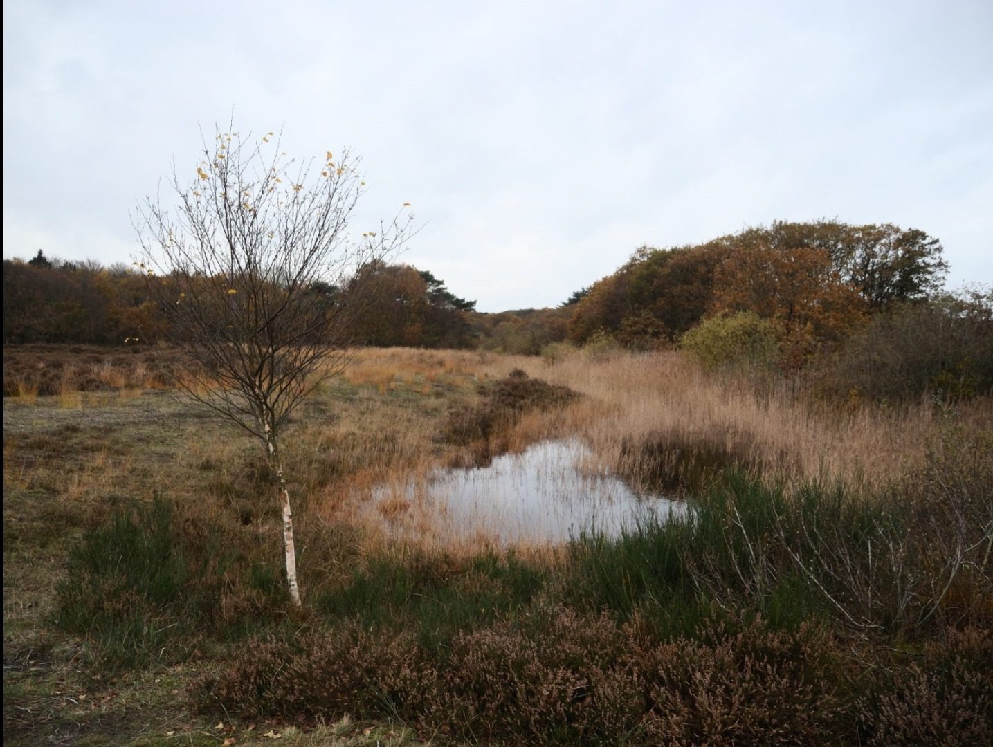 Zeehuis omgeving 1