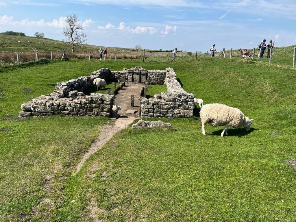 schaap met opgraving
