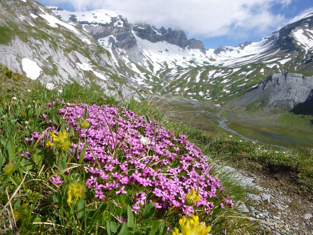 Clarezia-bloemenveld FAZ0012