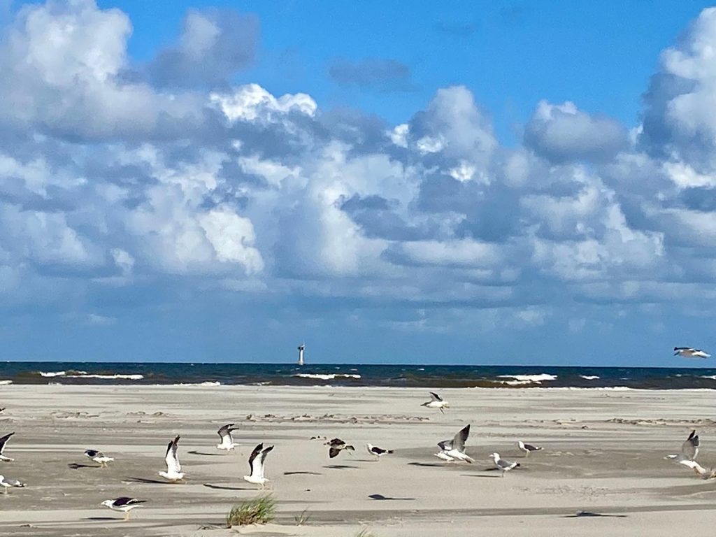 Foto strand T met meeuwen