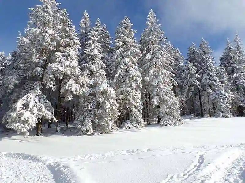 Meissnerhaus winter wald 1