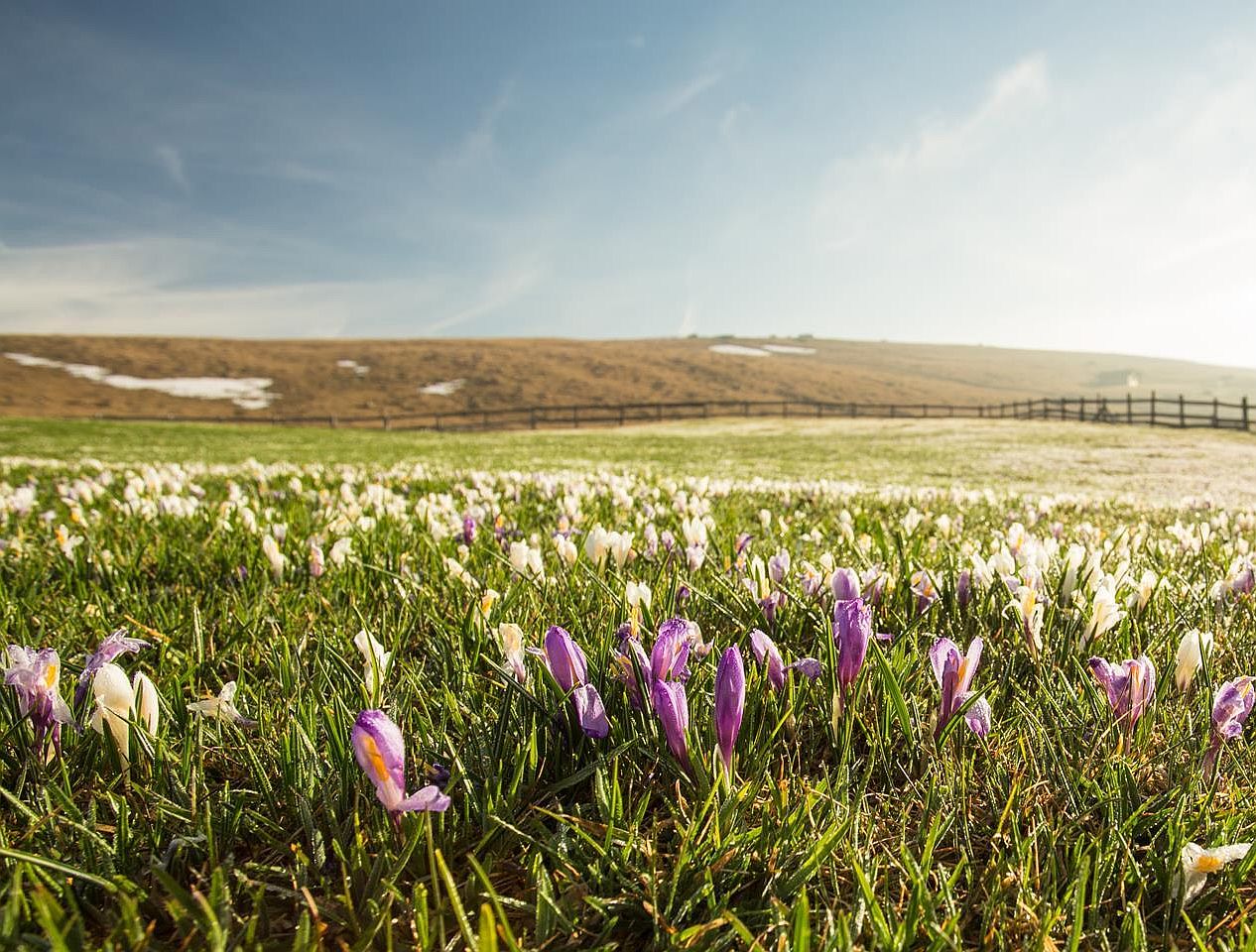 Krokus-auf-alm-im-frühling