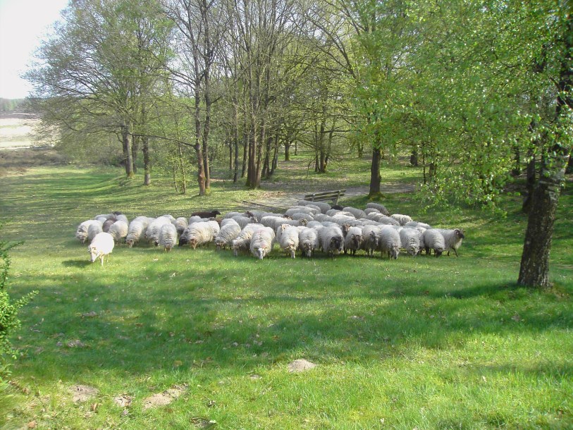 Hunehuis schaapskudde