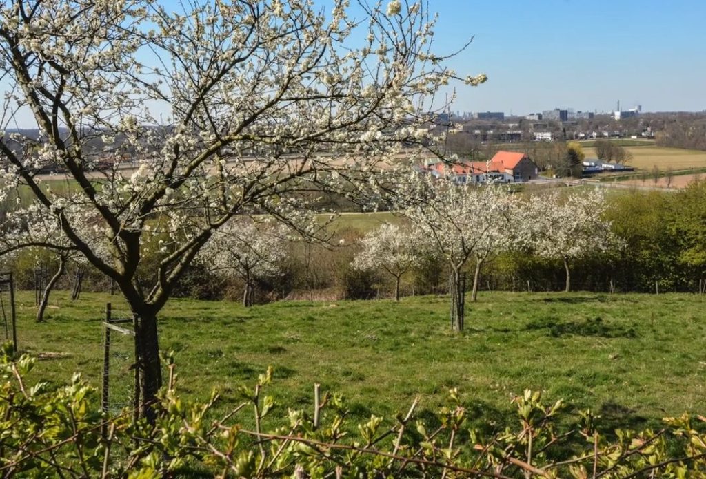 Zuid-Limburg bloesem-aan-bomen
