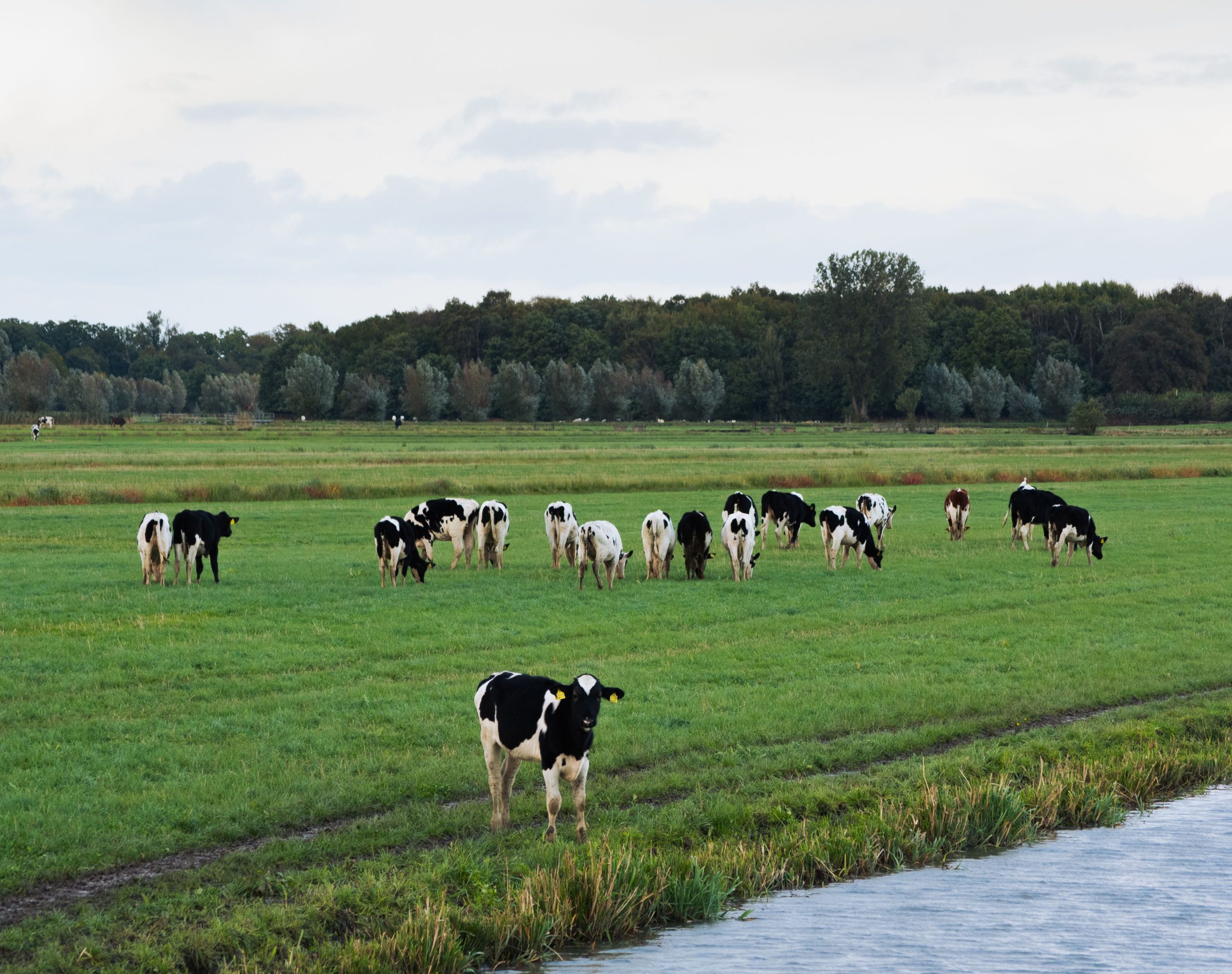 fries landschap