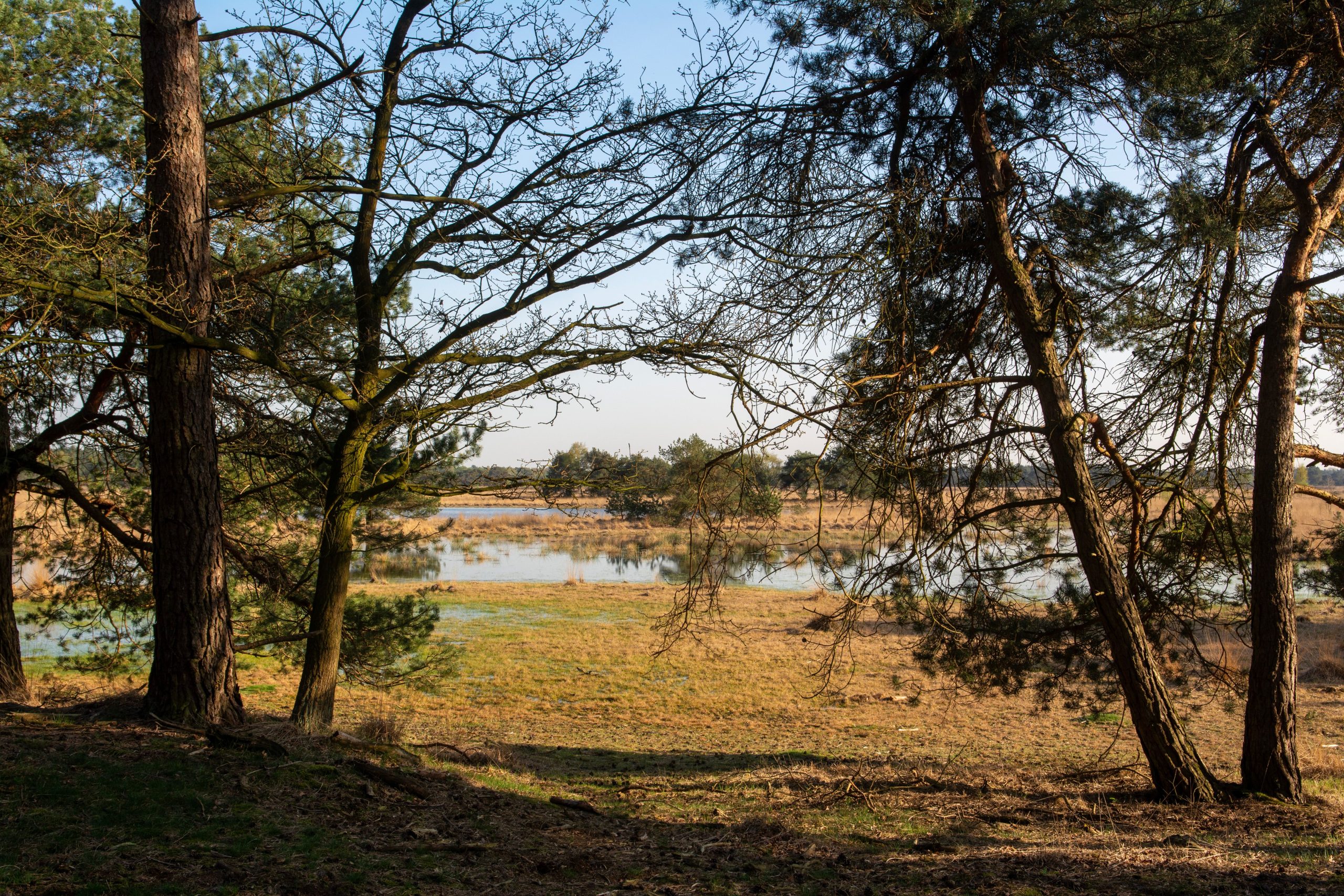 oisterwijkse vennen