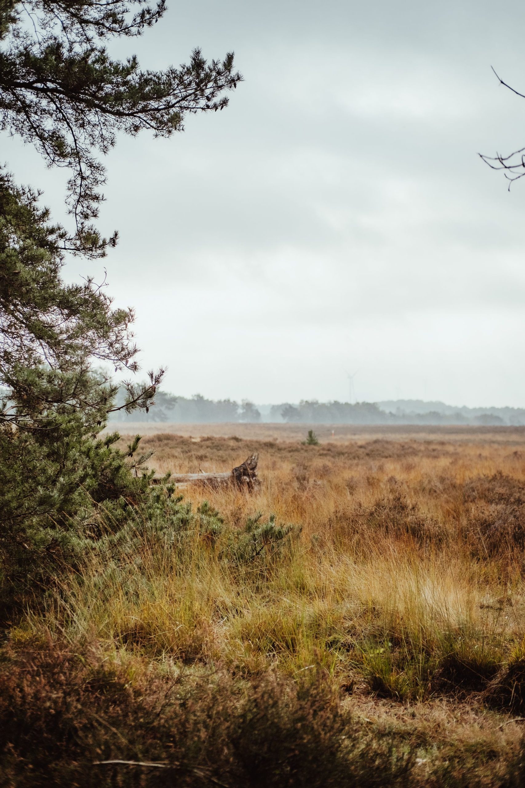 Veluwe -