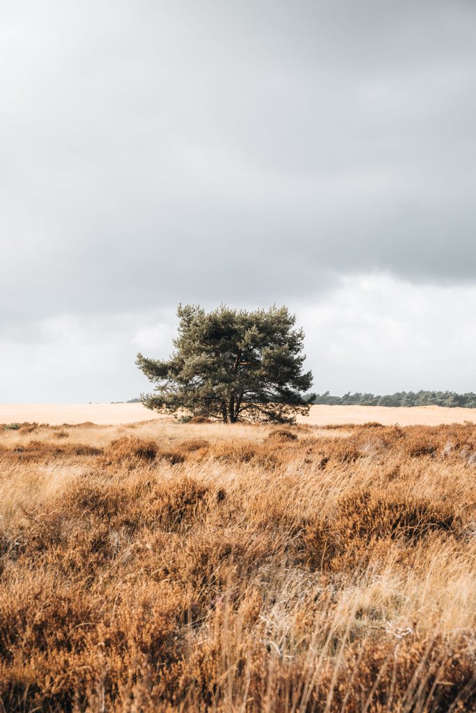 De Veluwe